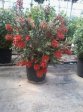 Каллистемон 24L Callistemon Masotti Mini Red