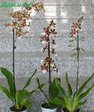 Орхидея Беолара Евростар
