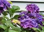 Гидрангия (macrophylla)30гор.выс60см